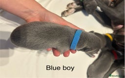 Whippet dogs for sale: Stunning KC whippet puppies  - Image 8