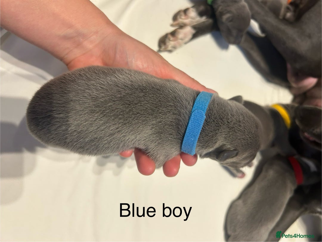 Whippet dogs for sale: Stunning KC whippet puppies  - Image 8