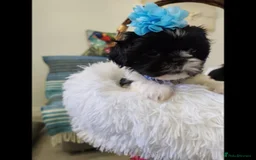 Shih Tzu dogs for sale: Shih Tzu puppies - Image 4