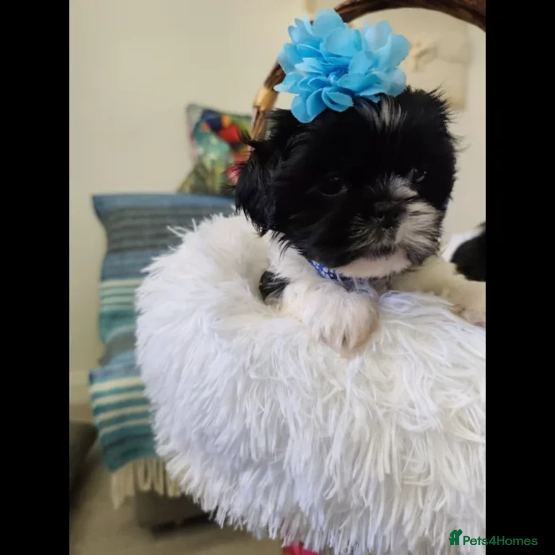 Shih Tzu dogs for sale: Shih Tzu puppies - Image 4