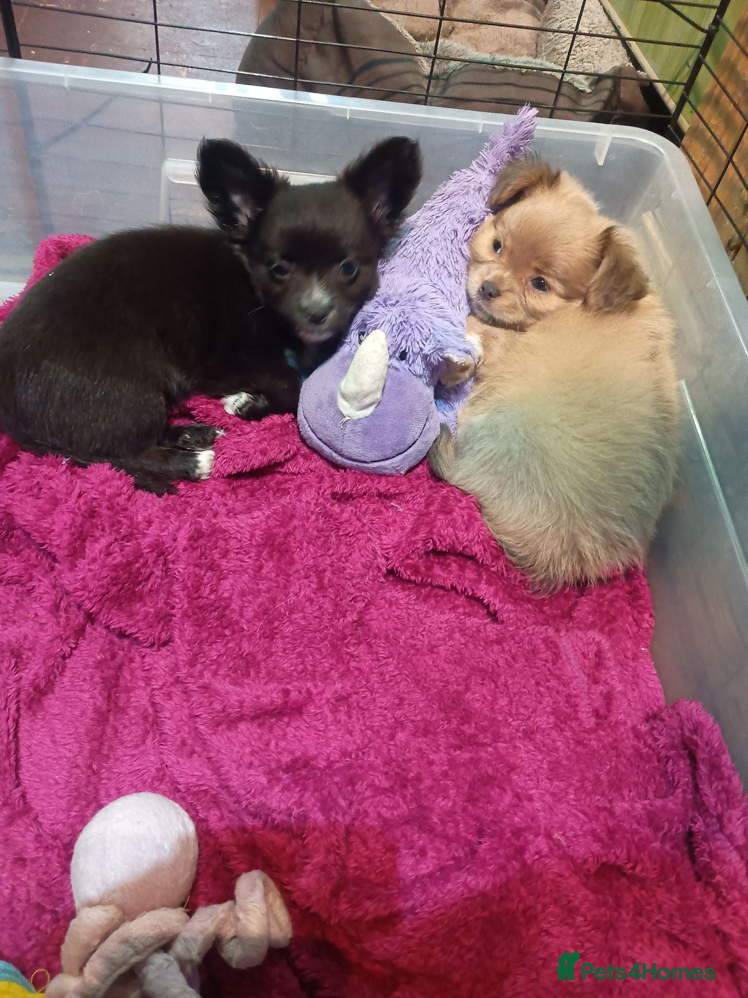 Pomchi dogs Only two amazing looking Pomchi'sleft - Advert 2