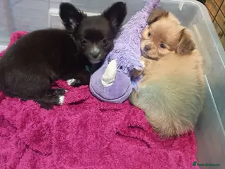 Pomchi dogs Only two amazing looking Pomchi'sleft - Advert 2