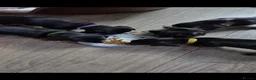Dachshund dogs for sale: Dachshund puppies  - Advert 3
