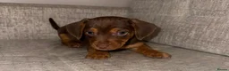 Mixed Breed dogs for sale: Daschund X puppies  - Advert 1