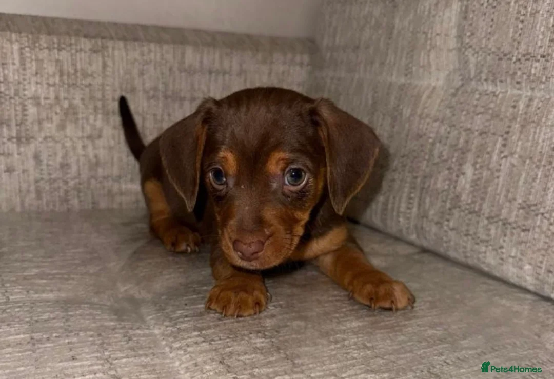 Mixed Breed dogs for sale: Daschund X puppies  - Advert 1