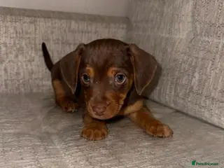 Mixed Breed dogs Daschund X puppies - Advert 2