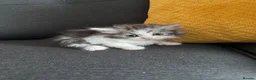 Perdoll cats for sale: Persian x Ragdoll kitten  - Advert 15
