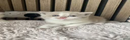 British Shorthair cats for sale: TICA Fawn/Cinnamon Bio colour kittens 💛 in Rotherham - Advert 7