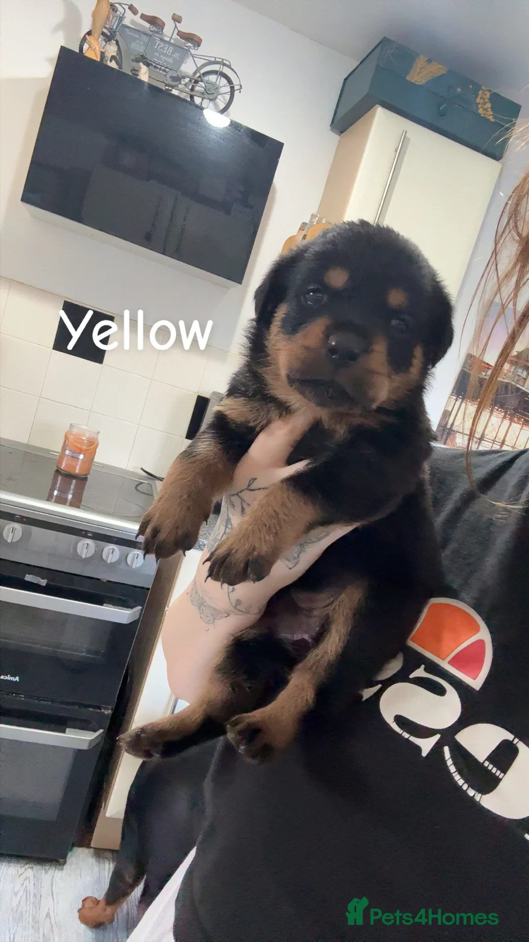 Rottweiler dogs for sale: 10 beautiful German Rottweiler Puppies Champion  - Advert 1