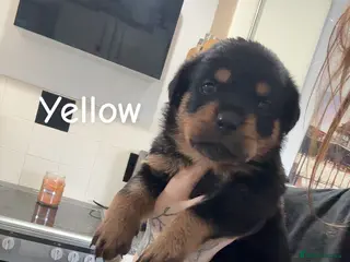 Rottweiler dogs 10 beautiful German Rottweiler Puppies Champion - Advert 13