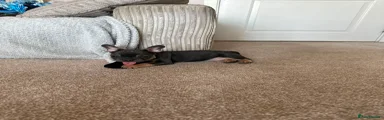 French Bulldog 4