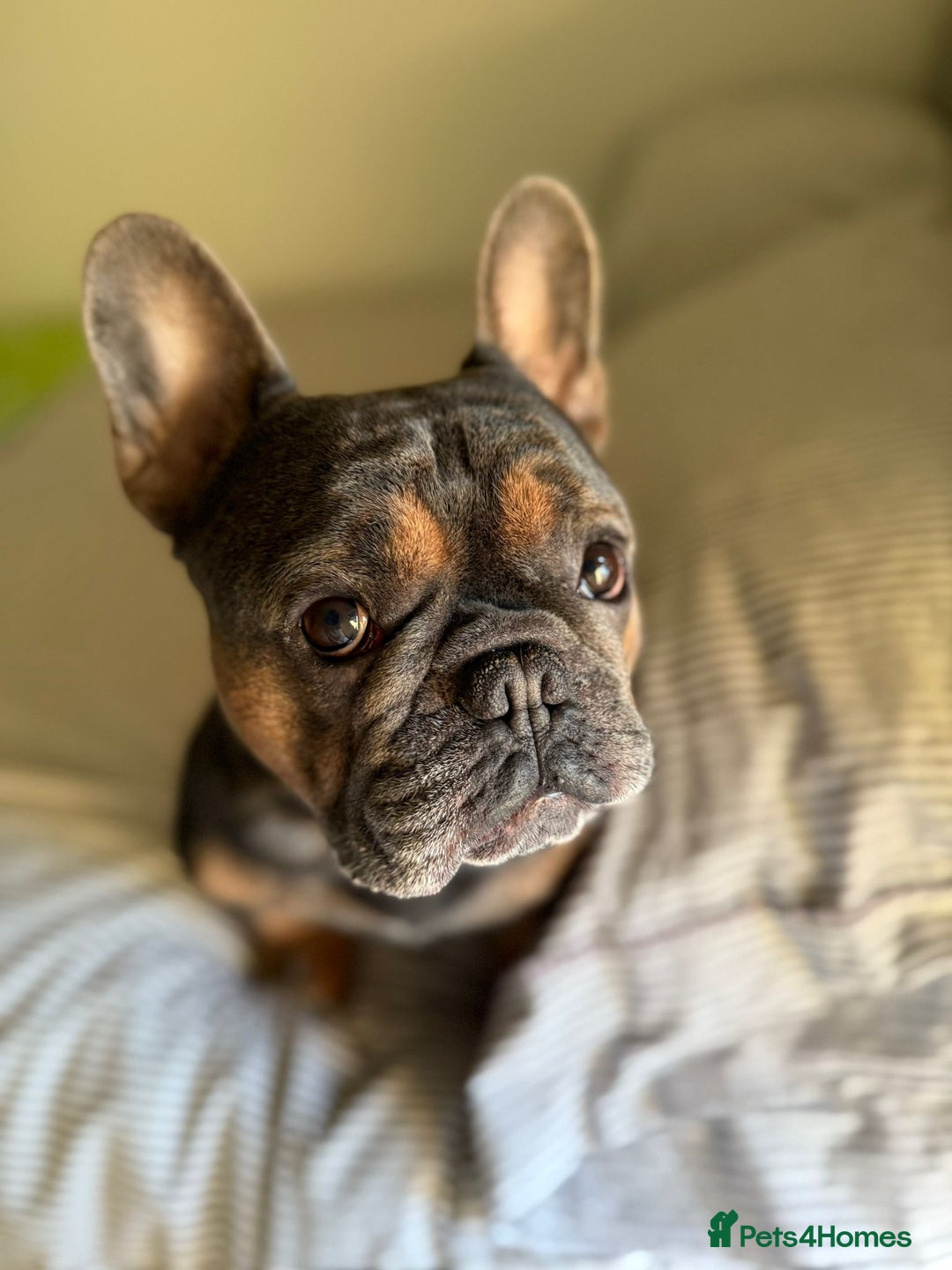 French Bulldog dogs for stud: Beautiful stocky athletic frenchie. Kc registered  - Advert 4