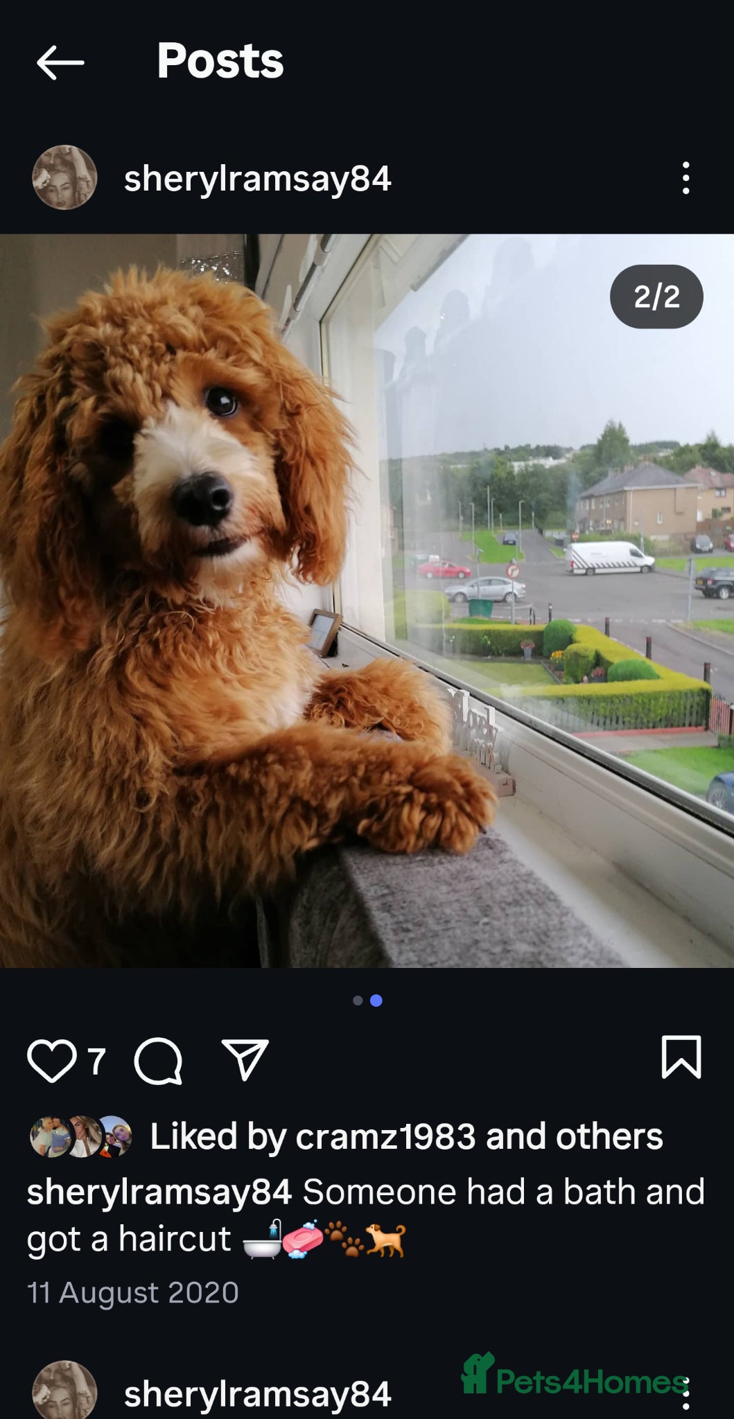 Cavapoo dogs I have a litter due in 4 to 5 weeks - Advert 1