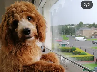 Cavapoo dogs I have a litter due in 4 to 5 weeks - Advert 12