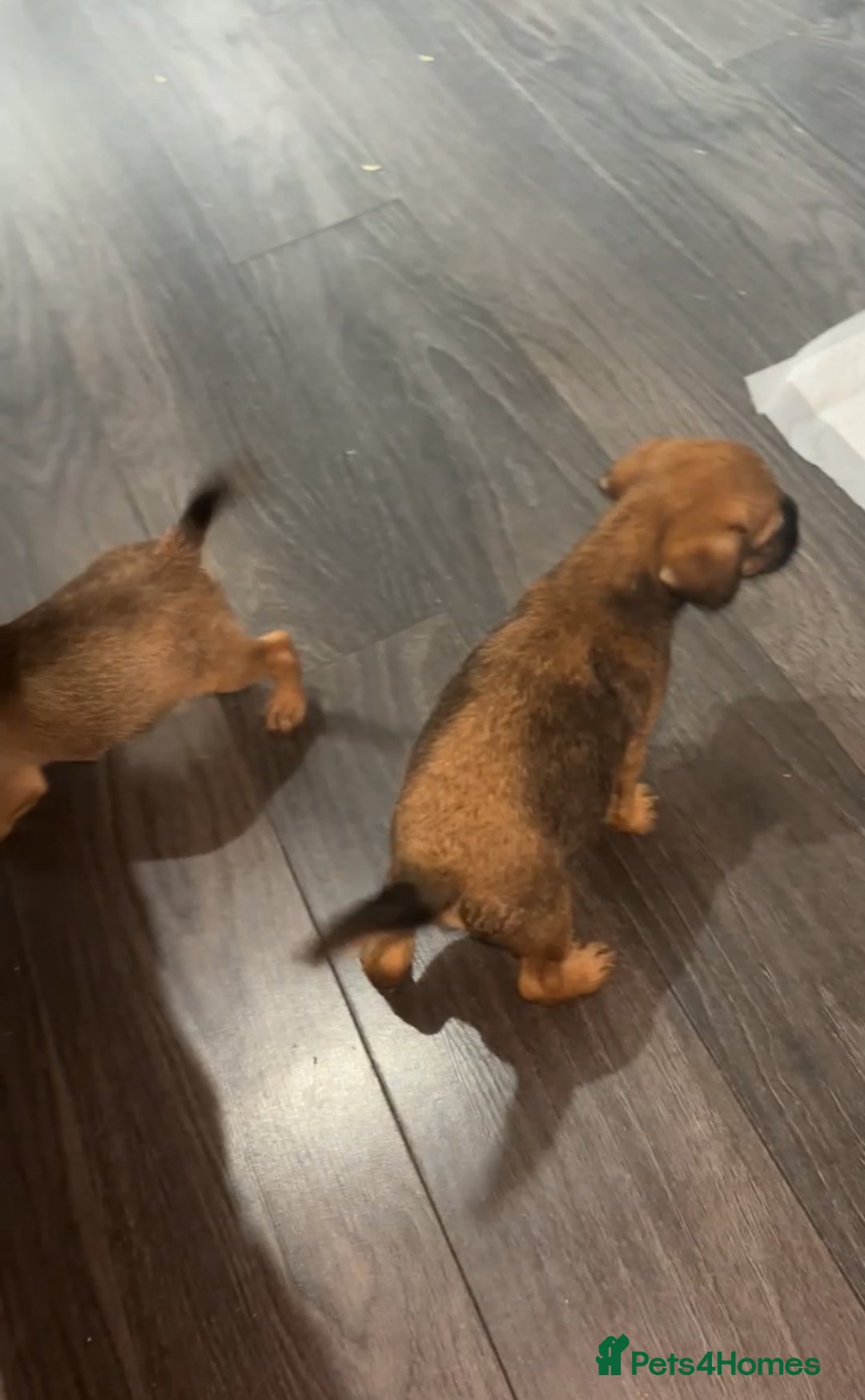 Border Terrier dogs for sale: 2 Lovely border pups - Image 7