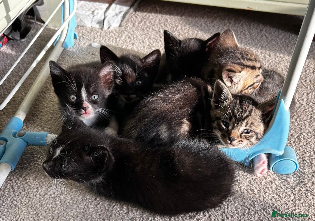 Mixed Breed cats for sale: Kittens for sale - 5 - Mixed breed - Advert 7