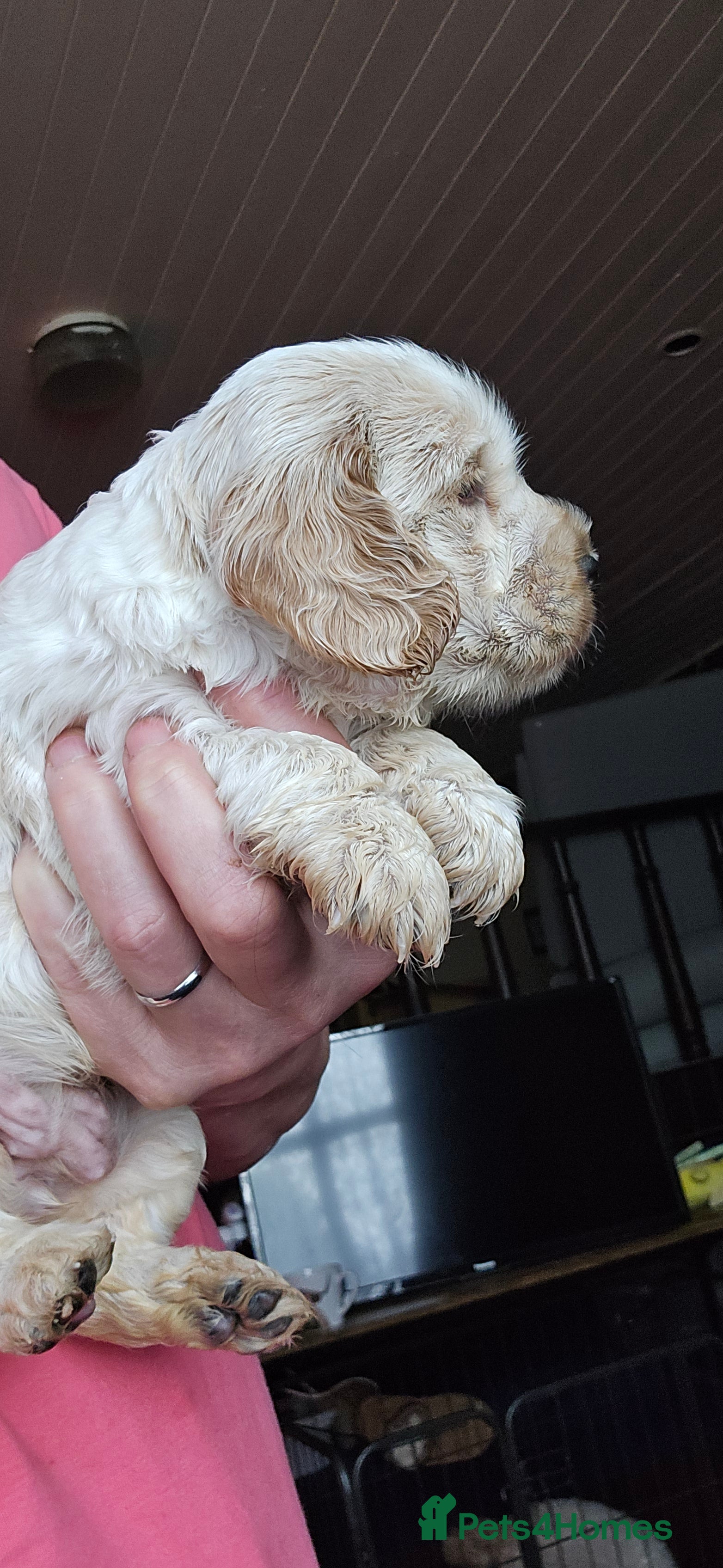Cocker Spaniel dogs 3 Stunning kc reg Show Cockers - Advert 2