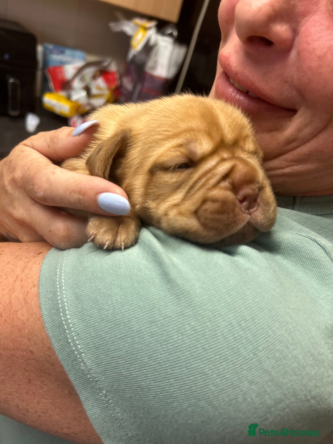 Dogue De Bordeaux dogs for sale: Dogue de Bordeaux pups - Image 4