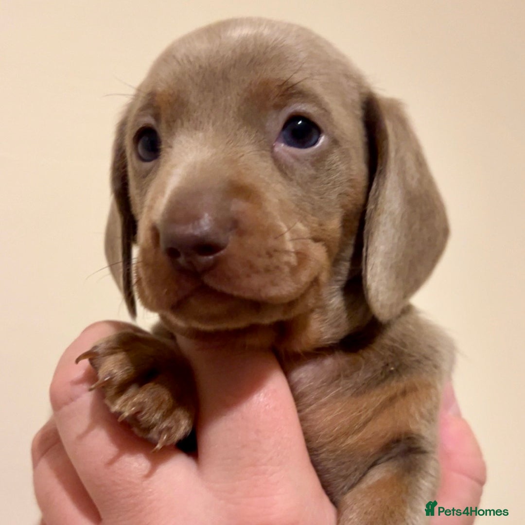 Miniature Dachshund dogs for sale: 🐾Beautiful kc mini dachshund pups ready 20 Dec🐾 - Advert 12