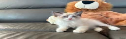 Ragdoll cats for sale: GCCF Ragdoll Kittens in Chichester - Advert 9