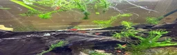Shrimps fish for sale: Cherry shrimp for sale  in Alcester - Advert 1