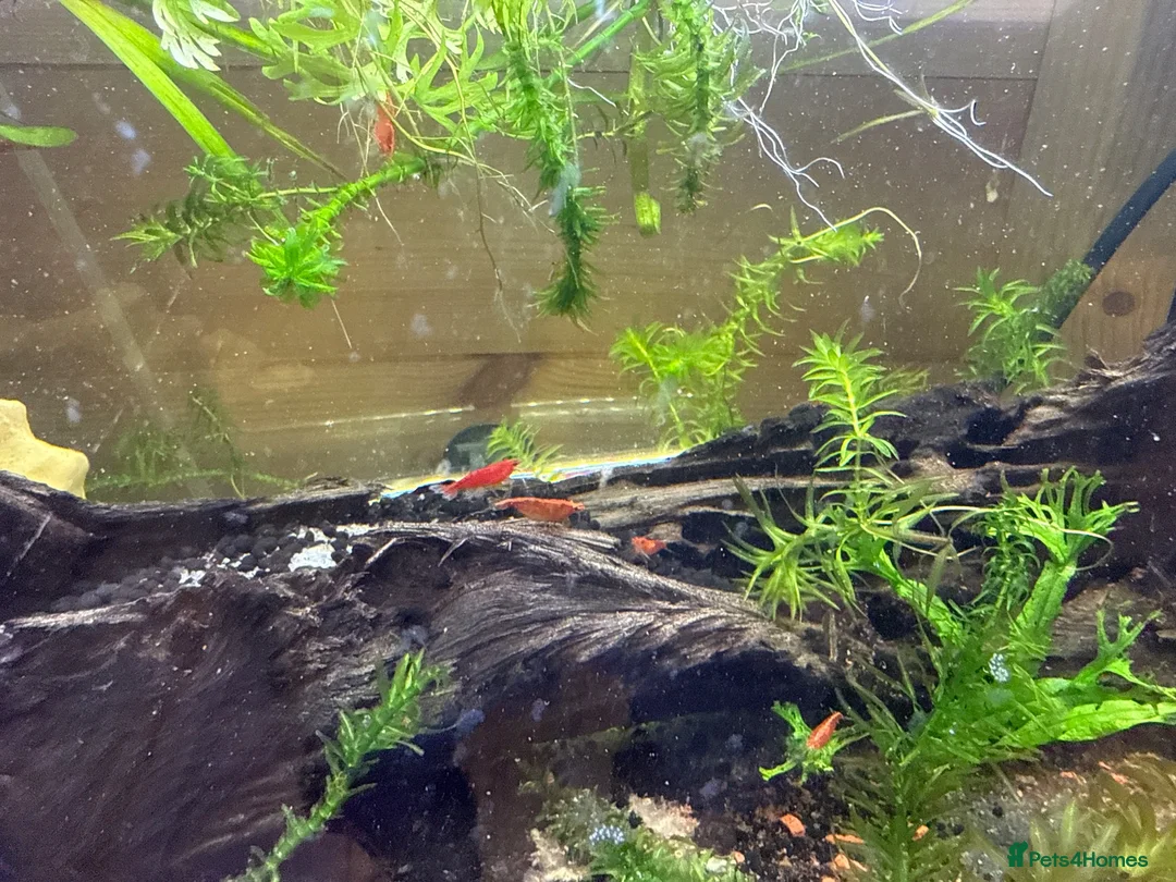 Shrimps fish for sale: Cherry shrimp for sale  in Alcester - Advert 1
