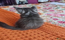 Maine Coon cats for sale: LARGE BREED Maine Coon cross  - Image 30
