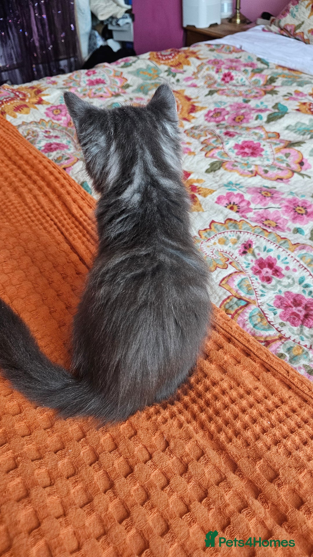 Maine Coon cats for sale: LARGE BREED Maine Coon cross  - Image 30