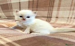 Ragdoll cats for sale: 5 beautiful and healthy Ragdoll kittens - Image 11