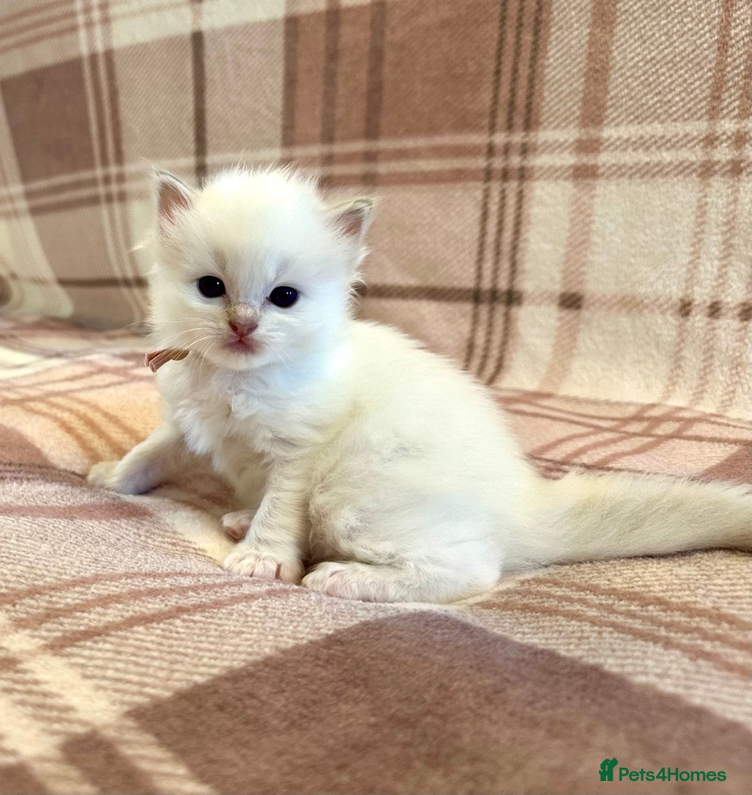 Ragdoll cats for sale: 5 beautiful and healthy Ragdoll kittens - Image 11
