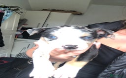 Mixed Breed dogs for sale: Pocket/staff pups  - Image 3
