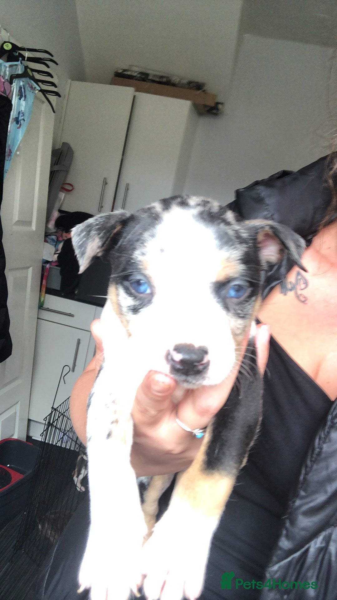 Mixed Breed dogs for sale: Pocket/staff pups  - Image 3