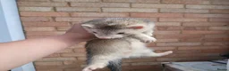 Ferret rodents for sale: 10 week old kits - Advert 4
