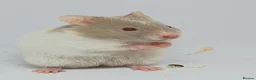 Hamster rodents for sale: ❤❤❤  BABY SYRIAN HAMSTERS ❤❤❤ in Bristol - Advert 1