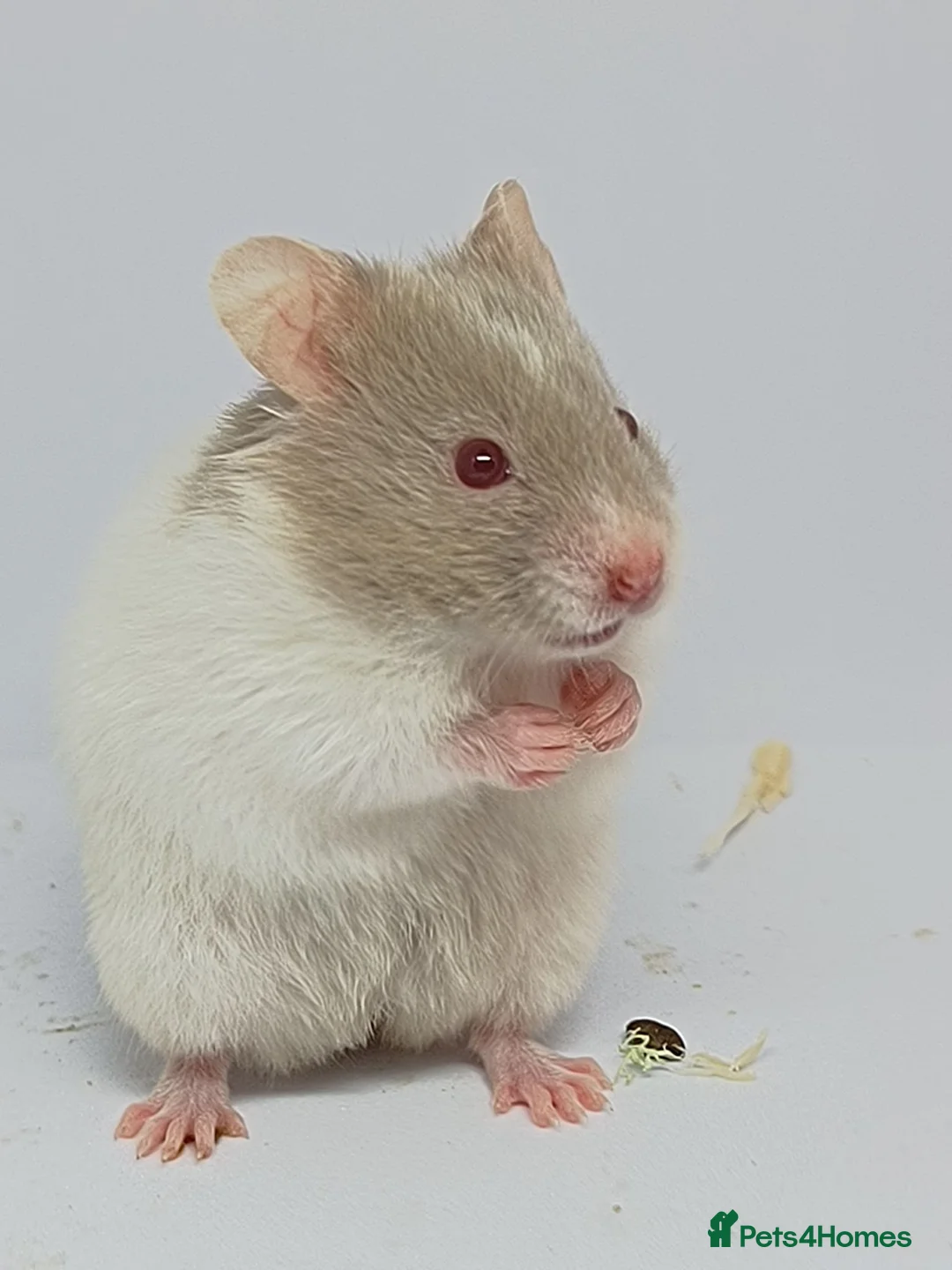 Hamster rodents for sale: ❤❤❤  BABY SYRIAN HAMSTERS ❤❤❤ in Bristol - Advert 1