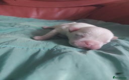 French Bulldog dogs for sale: 3 males left  - Image 3