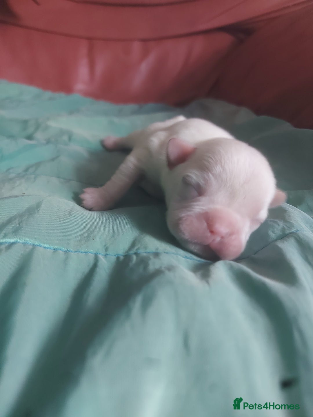 French Bulldog dogs for sale: 3 males left  - Image 3