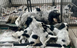 Cocker Spaniel dogs for sale: Pedigree KC show Cockers ready now  - Image 8