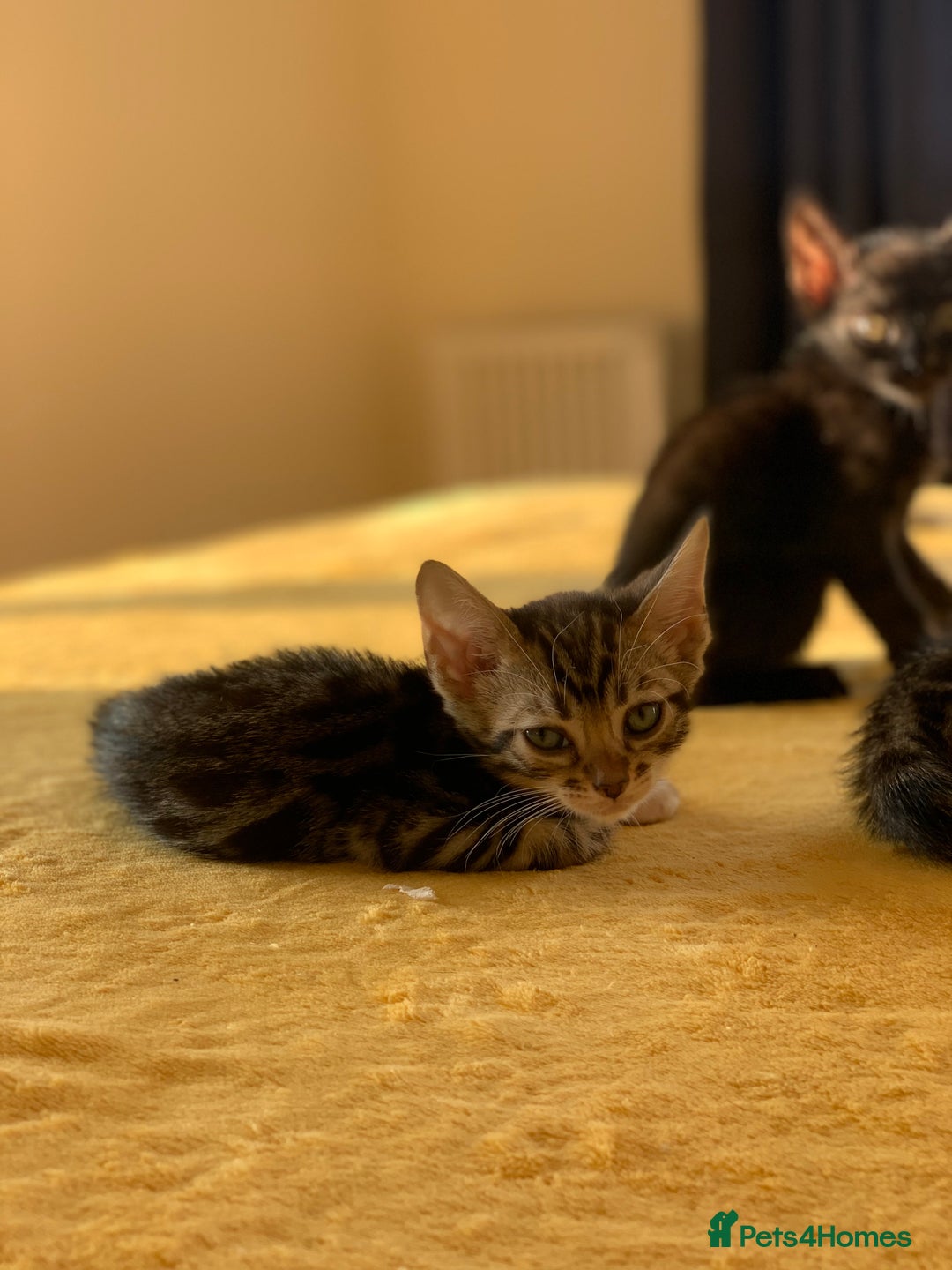 Bengal cats for sale: Ready to leave 3 left, 3/4 Bengal Kittens Rosetted - Image 6