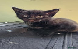 Mixed Breed cats for sale: 7 cute kittens - Image 12