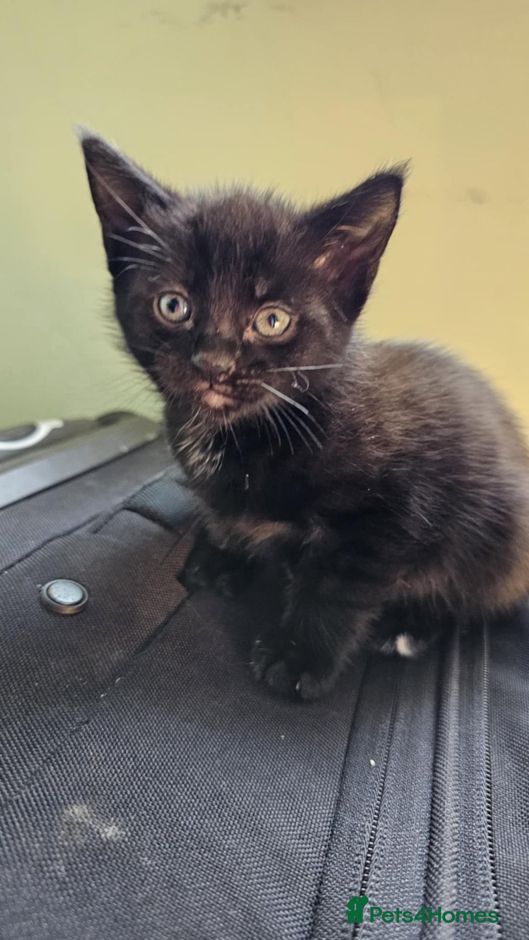 Mixed Breed cats for sale: 7 cute kittens - Image 12