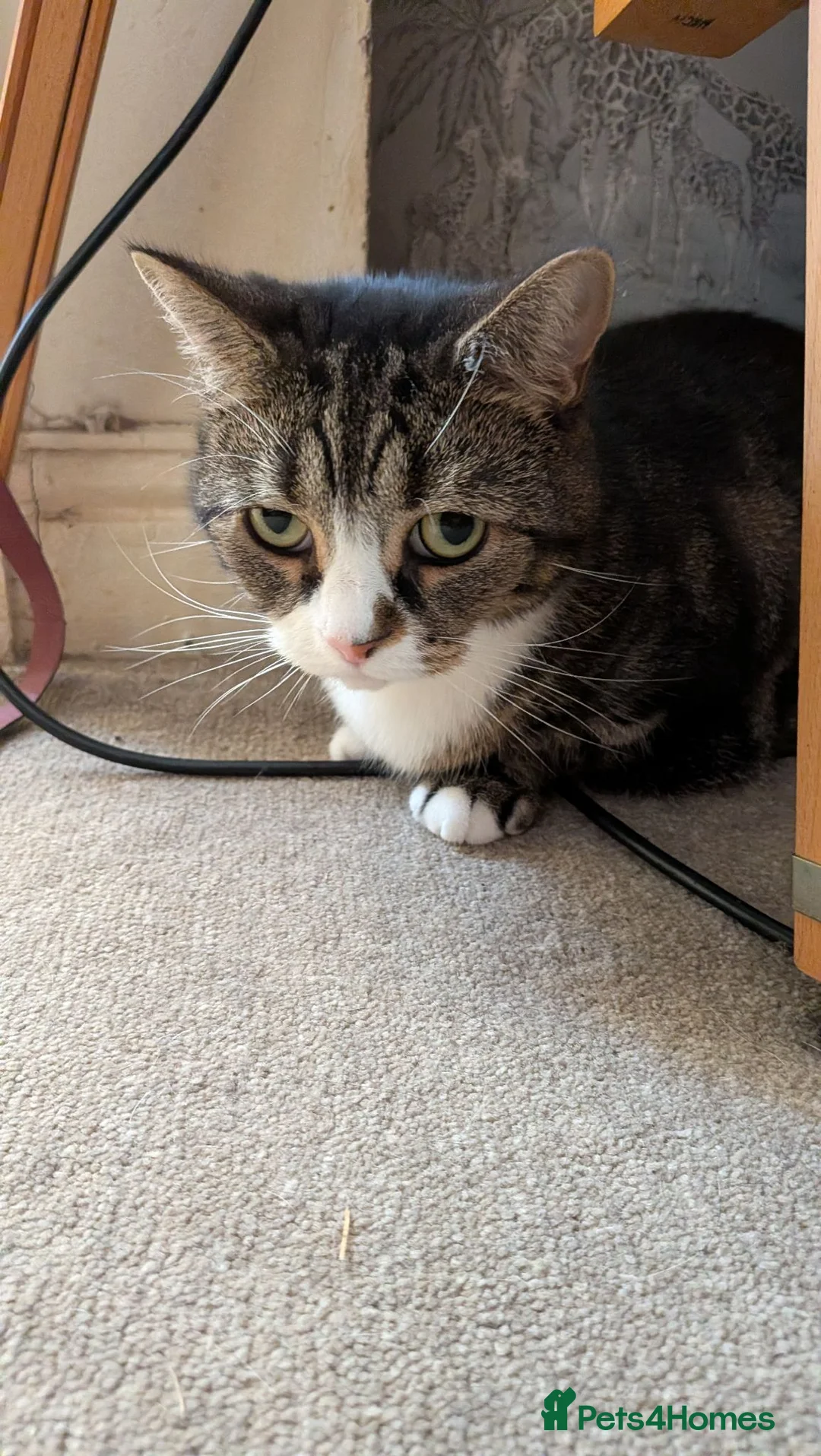 Mixed Breed cats for sale: Beautiful 4 year old cat - Advert 4