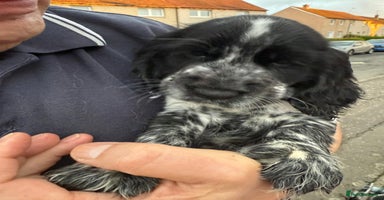 Cocker Spaniel dogs - Advert 3