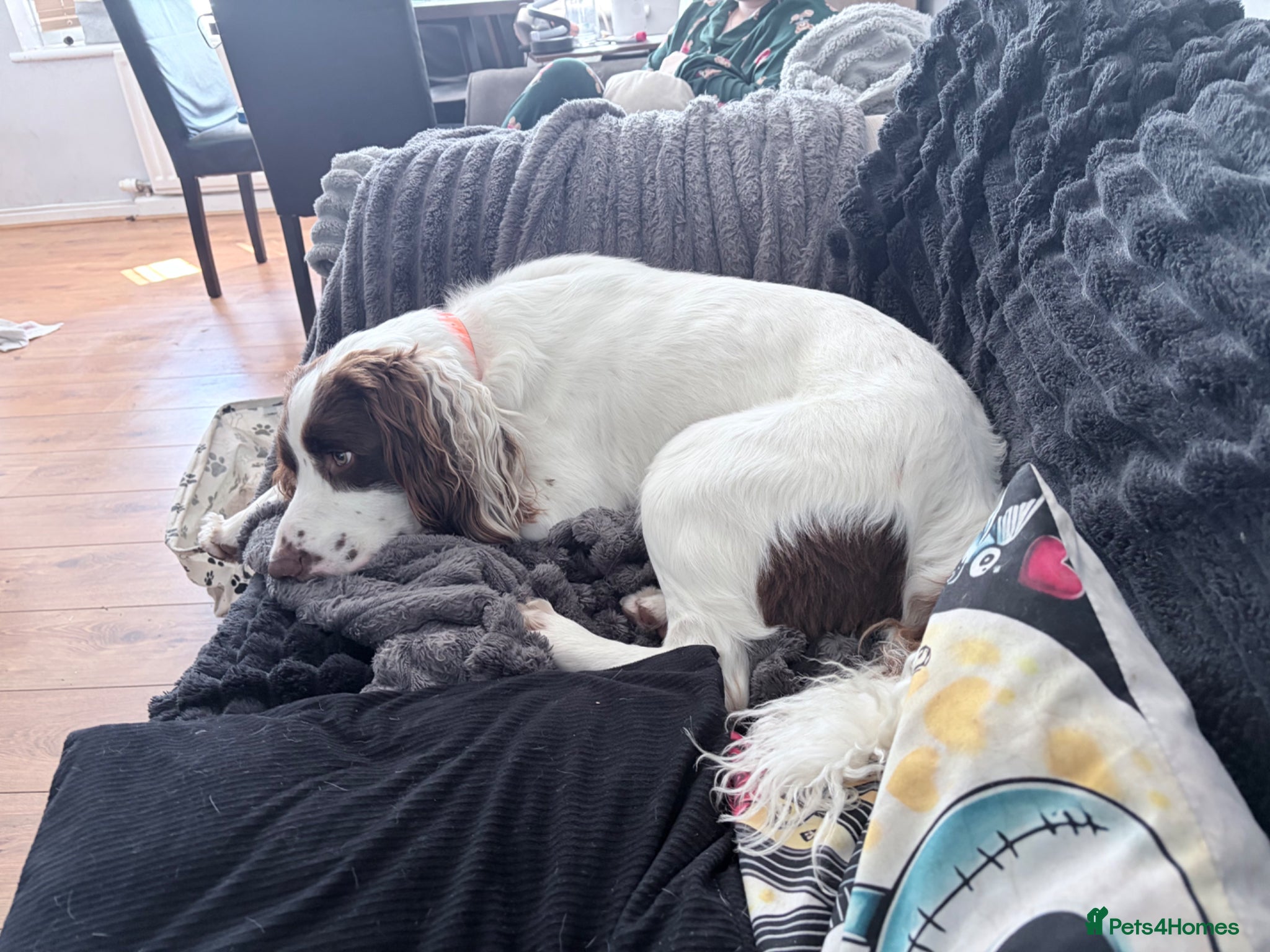 English Springer Spaniel dogs Milo springer spaniel  - Advert 1