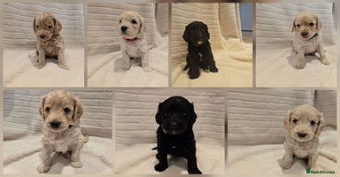 Cockapoo dogs - Advert 13