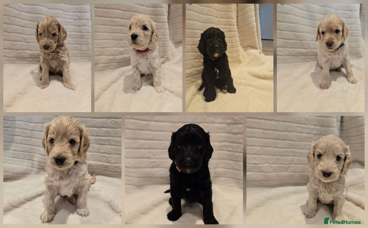Cockapoo dogs - Advert 5