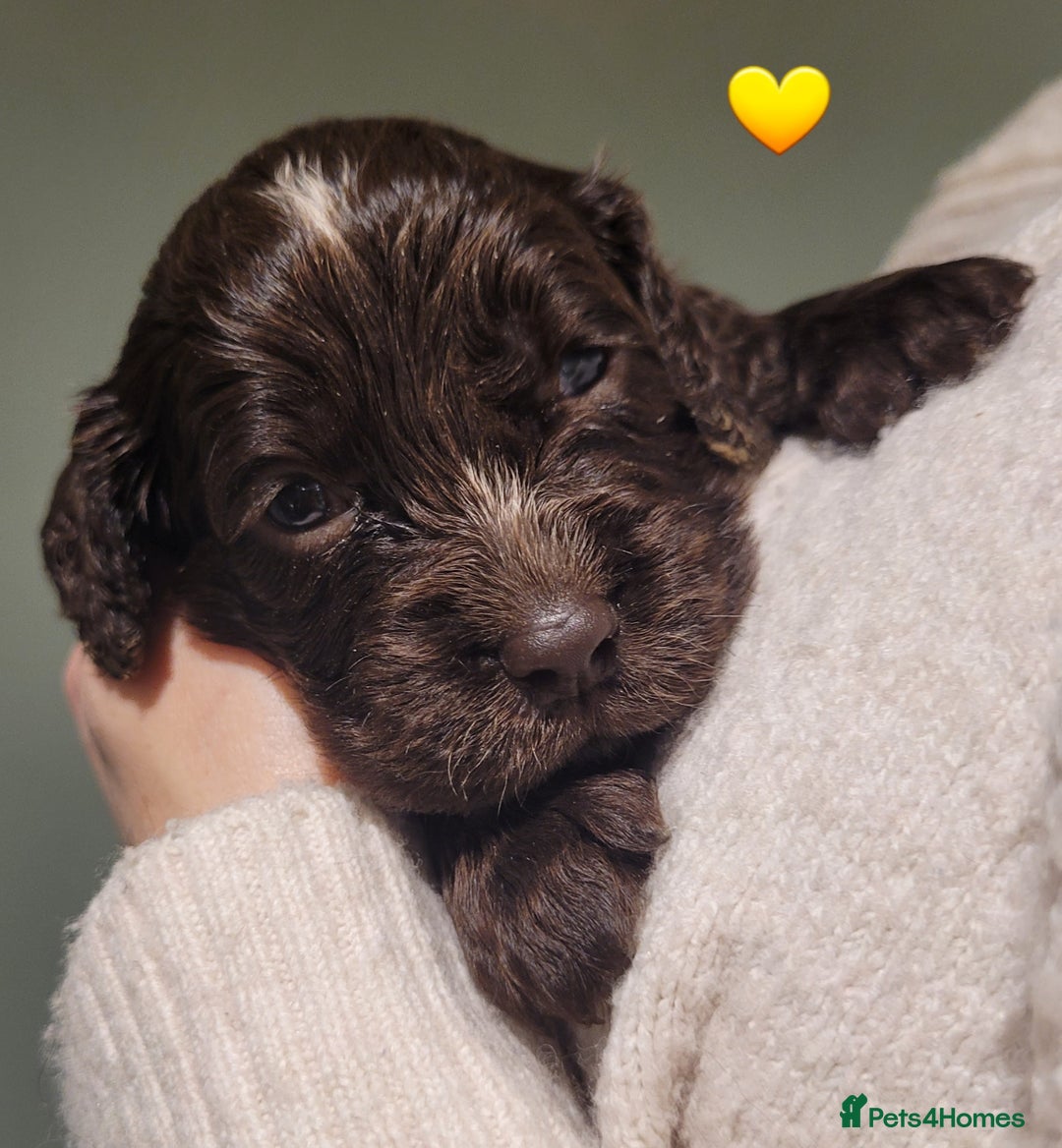 Cocker Spaniel dogs for sale: Litter of 7 - Image 6