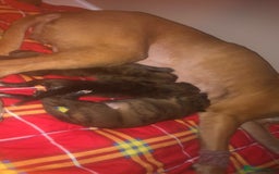Mixed Breed dogs for sale: Lurcher/greyhound puppies - Image 11