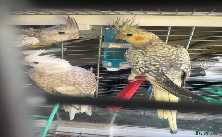 Cockatiels birds - Advert 2