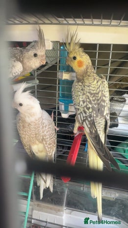 Cockatiels birds - Advert 10